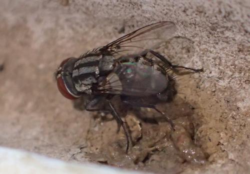 Réf. 209 031 : Amobia signata